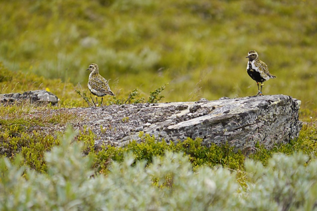 A colour-marked Golden plover pair