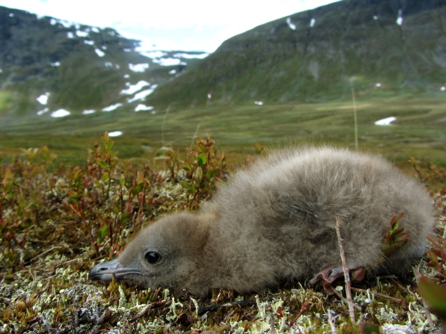 Long-tailed Skua chick. Higher mountains of Ammarfjället in the background.