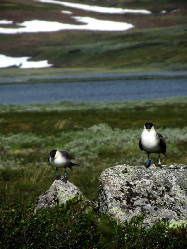 One of the succesfull pairs: KM and NR, keeping an eye on their chick and us. Lake Geppejaure in the background.